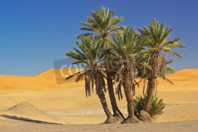 Fototapete Palmen in der Wüste Sahara