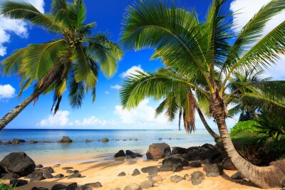 Fototapete Palmen in Hawaii