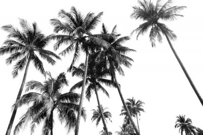 Fototapete Palmen in Schwarz und Weiß