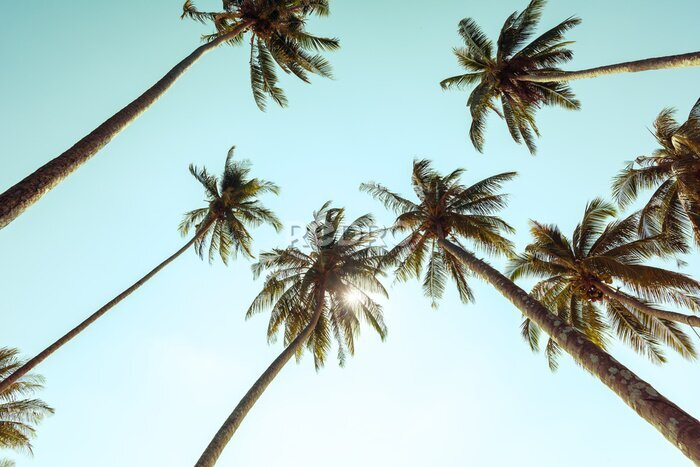 Fototapete Palmen in Vintage-Tönen vor dem Hintergrund eines sonnigen Himmels