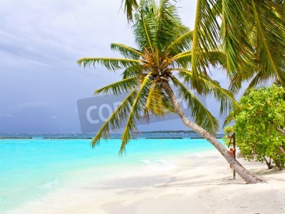 Fototapete Palmen mit Kokosnüssen am Strand