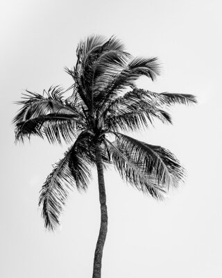 Fototapete Palmen schwarz-weiße