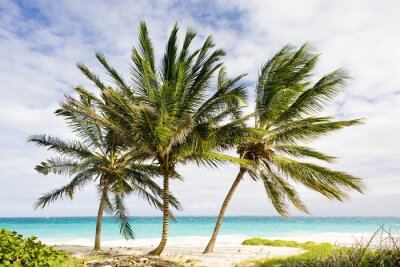 Fototapete Palmen Strand und Meer