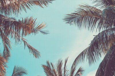 Fototapete Palmen und Blätter vor dem Hintergrund des Himmels