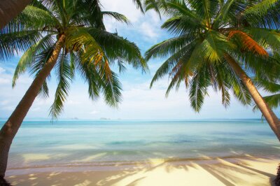 Fototapete Palmen und Blick aufs Meer