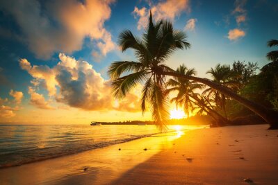 Palmen und exotischer Sonnenuntergang
