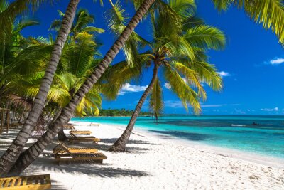 Fototapete Palmen und Liegestühle am tropischen Strand