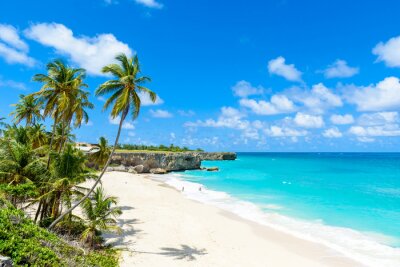 Palmen und Strände in Barbados