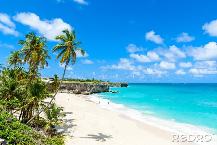 Fototapete Palmen und Strände in Barbados