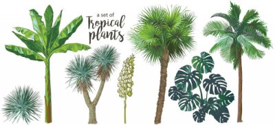 Fototapete Palmen und tropische Pflanzen auf weißem Hintergrund