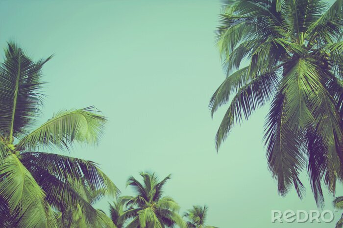 Fototapete Palmen vor dem Hintergrund des Himmels im Retro-Stil