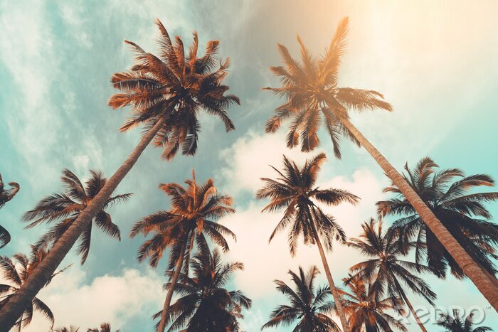 Fototapete Palmen vor dem Hintergrund des Himmels Retro