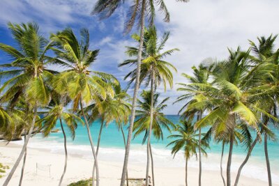 Fototapete Palmen vor dem Hintergrund des Meeres