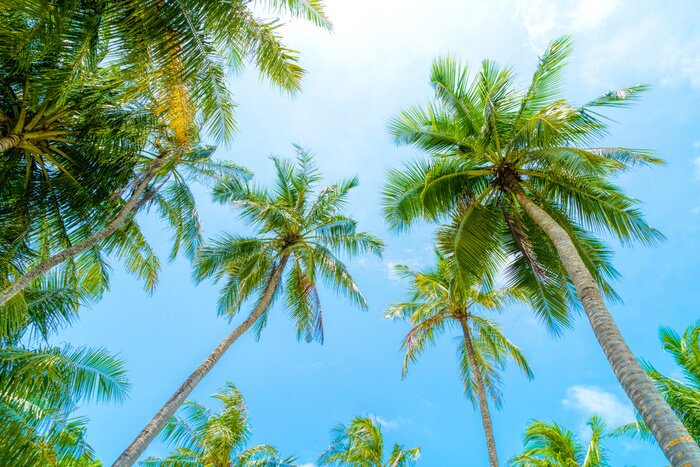 Fototapete Palmen vor dem Hintergrund des sonnigen Himmels