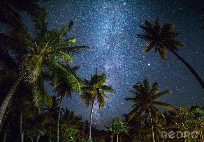 Fototapete Palmen vor dem Hintergrund des Sternhimmels