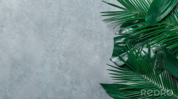 Fototapete Palmenblätter auf grauem Hintergrund