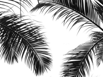 Palmenblätter auf weißem Hintergrund