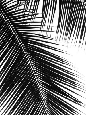 Palmenblätter aus der Nähe