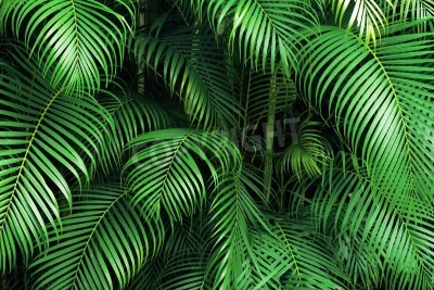 Fototapete Palmenblätter im Dschungel