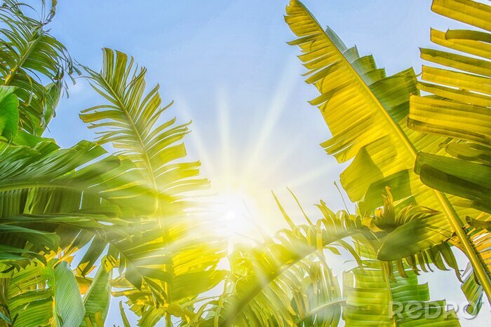 Fototapete Palmenblätter in der Sonne
