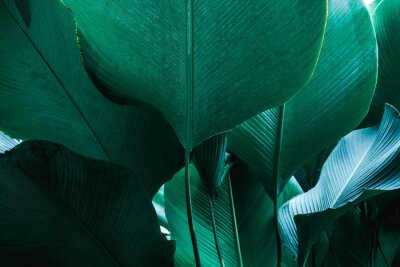 Palmenblätter in Dunkelgrün