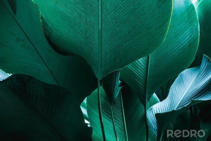 Fototapete Palmenblätter in Dunkelgrün
