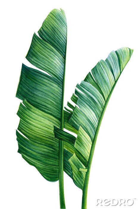 Fototapete Palmenblätter in Grün