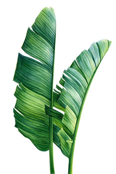 Fototapete Palmenblätter in Grün