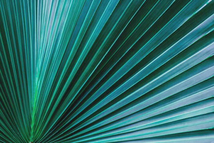 Fototapete Palmenblatt 3D