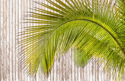 Fototapete Palmenblatt auf dem Holz-Hintergrund