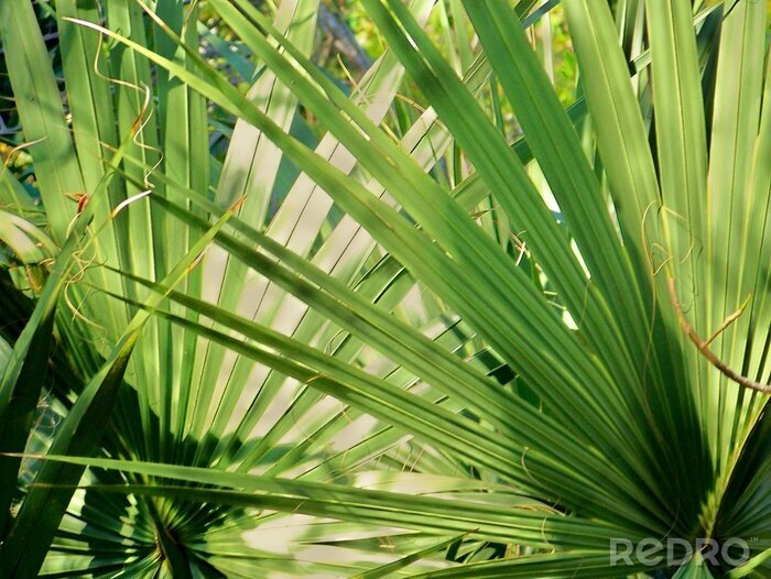 Fototapete Palmenpflanzen