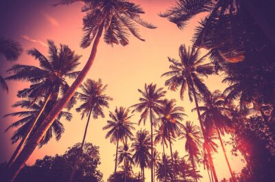 Fototapete Palmensilhouetten vor dem Hintergrund des Himmels