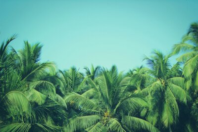Palmenspitzen vor dem Hintergrund des Himmels