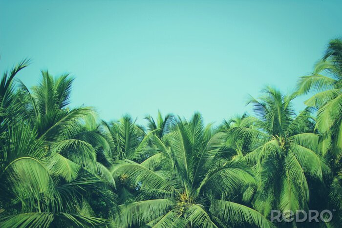 Fototapete Palmenspitzen vor dem Hintergrund des Himmels