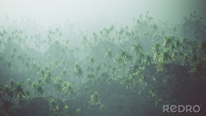 Fototapete Palmenwald hinter dem nebel