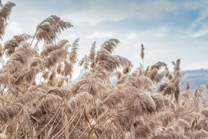 Fototapete Pampas grass(Cortaderia selloana), reed, reed seeds. Golden reeds sway in the wind against the blue sky. Abstract natural background. Beautiful pattern in neutral colors. Selective focus.