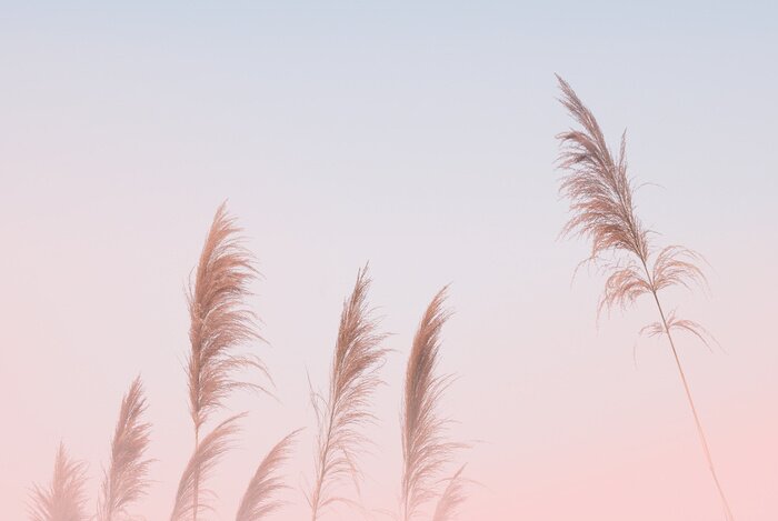 Fototapete Pampasgräser in einem rosa Schimmer