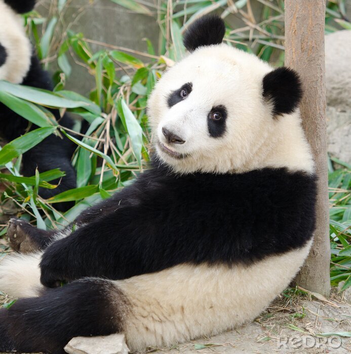 Fototapete Panda auf einem Baum in China