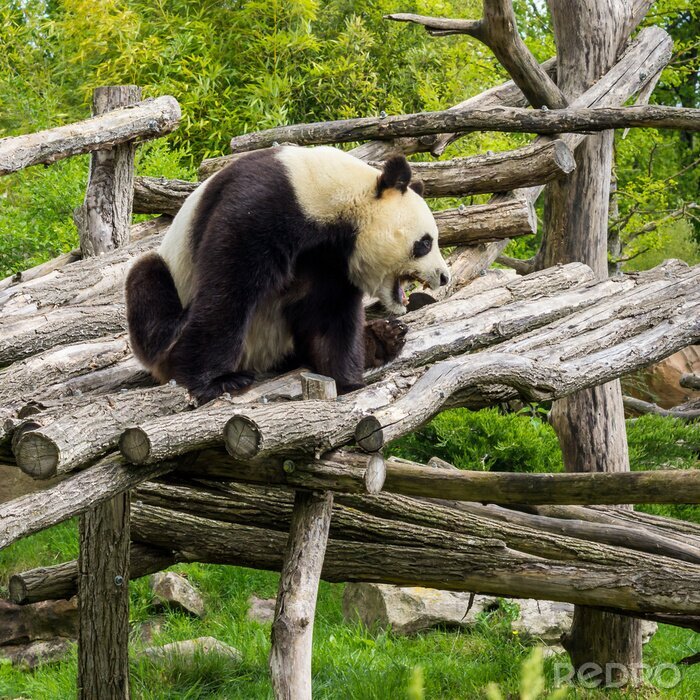 Fototapete Panda auf einem holzhaus