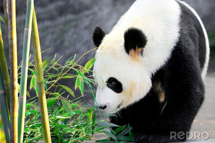 Fototapete Panda auf grauem hintergrund