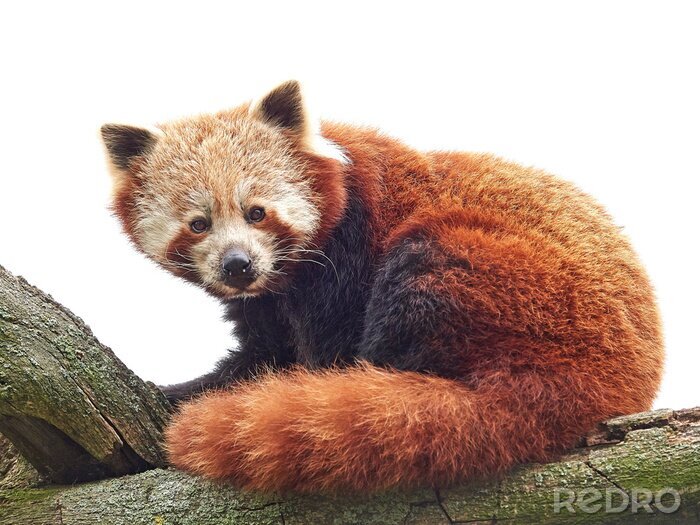 Fototapete Panda Bär auf dem baum roter