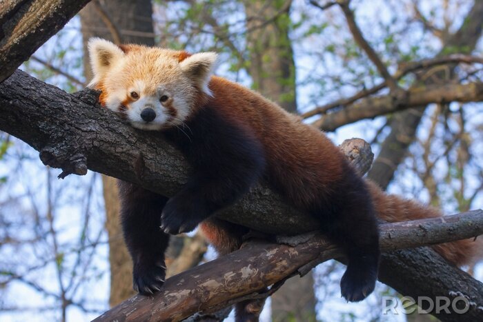 Fototapete Panda Bär auf dem baum ruchen