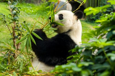 Fototapete Panda frisst bambusblätter