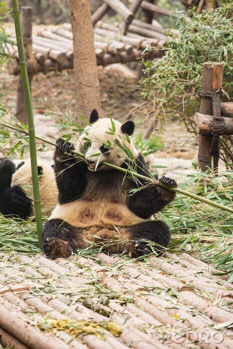 Fototapete Panda frisst bambusstämme