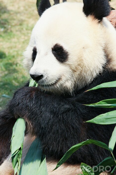 Fototapete Panda frisst grüne blätter