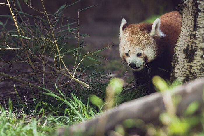Fototapete Panda hinter dem baum