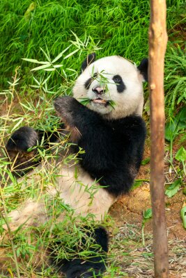 Fototapete Panda im grünen