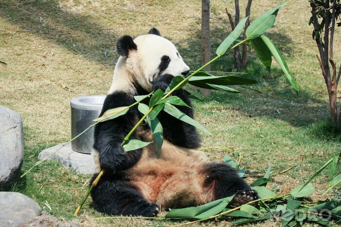 Fototapete Panda im park