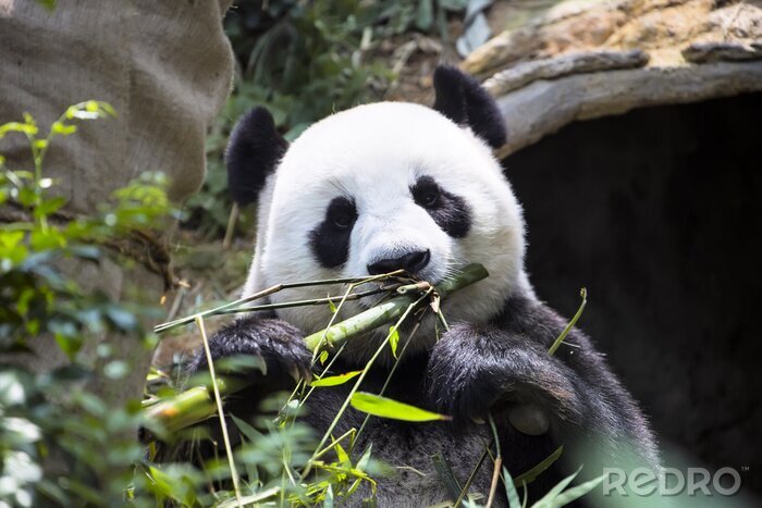 Fototapete Panda in bambusblättern