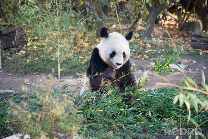 Fototapete Panda in der wildnis